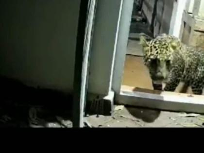 WATCH Leopard Coonoor Brooklands Sneaks Into House In Tamil Nadu's Coonoor District 6 Injured Brooklands area in Nilgiri see video | Leopard Coonoor Brooklands: 15 घंटे तक घर में मचा दी 'गदर', कुन्नूर के ब्रुकलैंड्स इलाके में तेंदुआ घर में घुसा, 6 लोगों पर हमला किया, देखें वीडियो