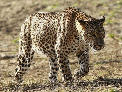 Three men were going to sell leopard skins, police arrested | तेंदुए की खाल बेचने जा रहे थे तीन शख्स, पुलिस ने किया गिरफ्तार