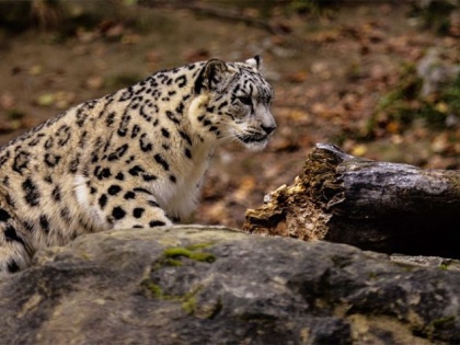 Indore Leopard missing zoo found forest department's office recovered madhya pradesh | चिड़ियाघर से लापता तेंदुआ वन विभाग के दफ्तर के पास मिला, ऐसे किया बरामद