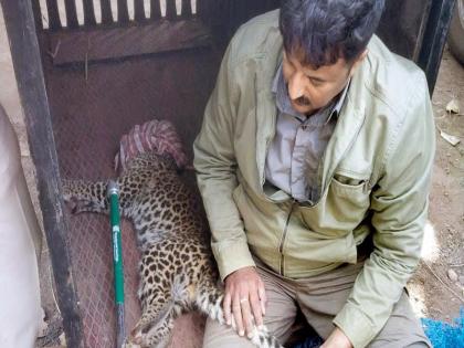 Leopard trapped in hunter's trap, know how he survived | तेंदुआ फंसा शिकारी की जाल में, जानिए कैसे बची उसकी जान