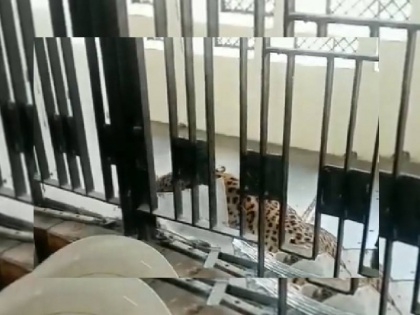 Leopard enters Ghaziabad district court premises many people injured in the attack | गाजियाबाद के जिला कोर्ट परिसर में तेंदुए के घुसने से हड़कंप, हमले में कई लोग हुए घायल