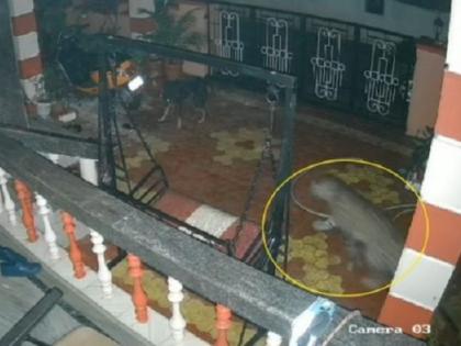 watch Udupi Karnataka Manipal and Perampalli Leopards roaming freely verandahs and courtyards some houses in atmosphere panic after video surfaced see video | VIRAL VIDEO Leopard: मणिपाल और पेराम्पल्ली के बरामदे और अहाते में बेफ्रिक घूम रहे तेंदुए, वीडियो सामने आने के बाद दहशत का माहौल, देखें वीडियो