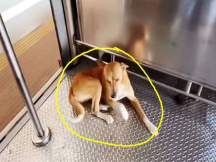 Like other passengers this dog rides local train every day travels from Mumbai Borivali to Andheri station | मुंबई: अन्य यात्रियों की तरह हर रोज लोकल ट्रेन में सवार होता है यह कुत्ता, करता है बोरीवली से अंधेरी स्टेशन का सफर