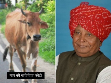 Gujrat BJP MP Liladhar Vaghela seriously injured in cow attack, 2 ribs broken, admitted in ICU | 83 साल के बुजुर्ग BJP सांसद पर गाय ने किया हमला, सीने की 2 पसलियां टूटीं, ICU में भर्ती