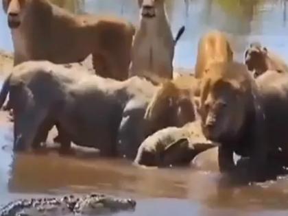 trending Viral Video: lion and crocodile fight video will shock you | Video: शेरों का झुंड पानी में खा रहा था शिकार, पीछे से आया मगरमच्छ और फिर देखें क्या हुआ.. trending Viral Video: lion and crocodile fight video will shock you | Video: शेरों का झुंड पानी में खा रहा था शिकार, पीछे से आया मगरमच्छ और फिर देखें क्या हुआ..