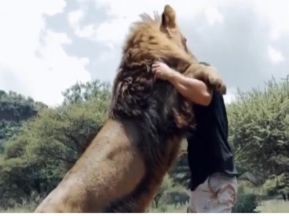 man is hugging and kissing to lions, video goes viral | युवक के जंगल में पहुंचते ही शेरों ने बोला धावा, फिर जो हुआ लोगों को आया खूब पसंद, वायरल हुआ वीडियो 