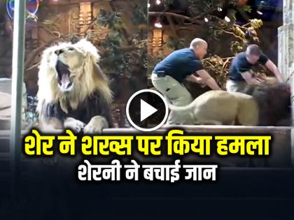 Lion Attack Zookeeper Lioness saved his life, watch the video | VIDEO: शेर ने शख्स पर किया हमला, शेरनी ने बचाई जान, देखें वीडियो Lion Attack Zookeeper Lioness saved his life, watch the video | VIDEO: शेर ने शख्स पर किया हमला, शेरनी ने बचाई जान, देखें वीडियो