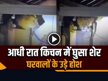 Lion Entered in kitchen of a house in Amreli Gujarat at Midnight Video Goes Viral | VIDEO: आधी रात किचन में घुसा शेर, घरवालों के उड़े होश, देखें वायरल वीडियो Lion Entered in kitchen of a house in Amreli Gujarat at Midnight Video Goes Viral | VIDEO: आधी रात किचन में घुसा शेर, घरवालों के उड़े होश, देखें वायरल वीडियो