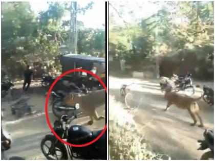 when the lion ran on the road of gujarat watch video Madhavpur news in hindi | VIDEO: बीच सड़क पर खड़े थे लोग, दौड़ते हुए आया शेर, जानें फिर गांव वालों ने क्या किया