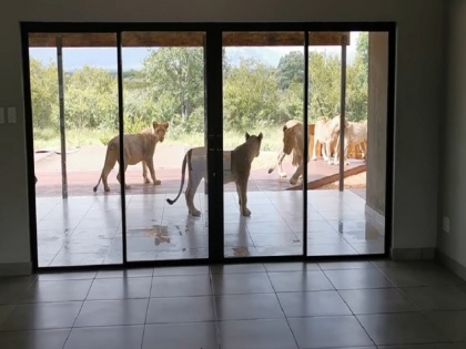 South Africa homeowner find six lion outside home as he opens door viral video | कपल ने खोला दरवाजा तो घर के सामने बैठे थे 6 शेर, हैरान कर देने वाला वीडियो वायरल
