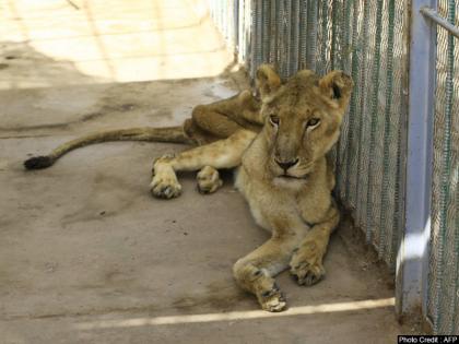 Uttar Pradesh Not only lion leopard but also 4 lakh compensation given case attack jackal, fox bees Yogi government announced | शेर और तेंदुआ ही नहीं सियार, लोमड़ी और मधुमक्खियों के हमले पर मिलेगा 4 लाख का मुआवजा, योगी सरकार की घोषणा Uttar Pradesh Not only lion leopard but also 4 lakh compensation given case attack jackal, fox bees Yogi government announced | शेर और तेंदुआ ही नहीं सियार, लोमड़ी और मधुमक्खियों के हमले पर मिलेगा 4 लाख का मुआवजा, योगी सरकार की घोषणा