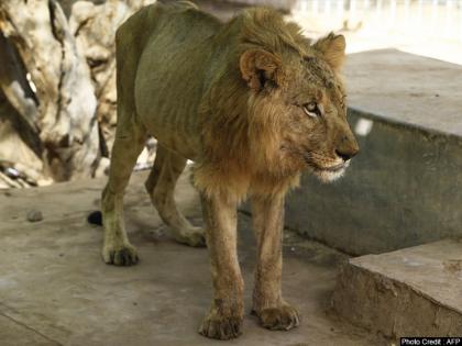 Kamala Nehru Zoo jackal jumped lion's enclosure save life hiding narrow tunnel search food and water Indore | कमला नेहरू चिड़ियाघरः भोजन-पानी की तलाश में जंगल से भटका सियार सिंहों के बाड़े में कूदा, ऐसे बचाई जान