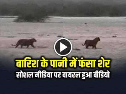 Watch Lion Trapped in Rain Water in the Coastal Area of ​​Amreli, Gujarat video goes viral on social media | VIDEO: बारिश के पानी में फंसा शेर, सोशल मीडिया पर वायरल हुआ वीडियो