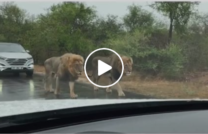 4 lions walking on busy road in south africa, watch this viral video | VIDEO: अचानक सड़क पर आ गए 4 बब्बर शेर, डर के मारे लोगों की थम गई सांसें