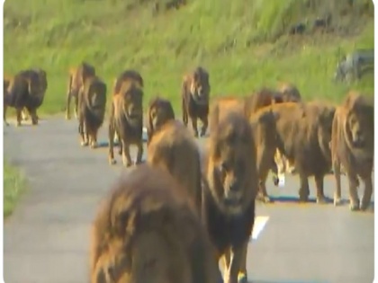 Many lions walking together on road video goes viral see Twitter reaction | जब सड़कों पर एक साथ घूमने लगे इतने सारे शेर, अचानक सामने आया कार और हुआ कुछ ऐसा, देखें वायरल वीडियो