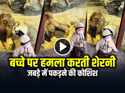 Lioness Attack Toddler in Zoo Video Goes Viral on Social Media | Viral Video: बच्चे पर हमला करती शेरनी, जबड़े में पकड़ने की कोशिश, देखें वायरल वीडियो Lioness Attack Toddler in Zoo Video Goes Viral on Social Media | Viral Video: बच्चे पर हमला करती शेरनी, जबड़े में पकड़ने की कोशिश, देखें वायरल वीडियो