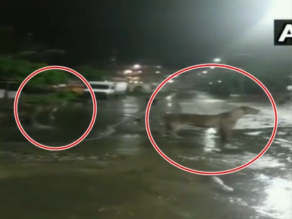 Viral Video: Half a dozen lions seen roaming on street at night in posh area in Gujarat | गुजरात के पॉश इलाके में रात में सड़क पर घूम रहे थे आधा दर्जन शेर, वीडियो हुआ वायरल