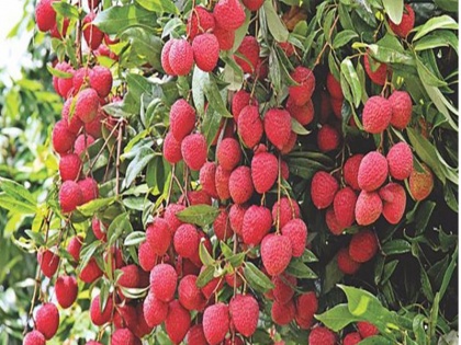 Bihar Encephalitis Death: Odisha orders testing of litchi fruit | Bihar Encephalitis Death: चमकी बुखार से घबराई ओडिशा सरकार, बाजार में बेची जा रही लीची की करवाएगी जांच 