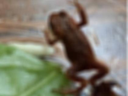 Live Toad Found Inside Salad Pouch Purchased From Supermarket In England | सुपरमार्केट से खरीदे गए सलाद पैकेट से निकला जिंदा मेंढक, तस्वीर देखकर उड़ जाएंगे आपके होश Live Toad Found Inside Salad Pouch Purchased From Supermarket In England | सुपरमार्केट से खरीदे गए सलाद पैकेट से निकला जिंदा मेंढक, तस्वीर देखकर उड़ जाएंगे आपके होश