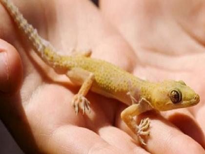 Shakun Shastra and meaning of lizard fell on our human body | शकुन शास्त्र: छिपकली बालों पर गिर जाए तो समझो मृत्यु करीब है! जानिए छिपकली के शरीर के अंगों पर गिरने का क्या होता है मतलब Shakun Shastra and meaning of lizard fell on our human body | शकुन शास्त्र: छिपकली बालों पर गिर जाए तो समझो मृत्यु करीब है! जानिए छिपकली के शरीर के अंगों पर गिरने का क्या होता है मतलब