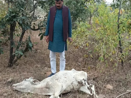 up news hundreds of cow buried alive in banda district SDM and engineer suspended after investigation | सैकड़ों गायों को MP में जिंदा दफन कर आए अधिकारी, जांच के बाद नरैनी के SDM और इंजीनियर सस्पेंड