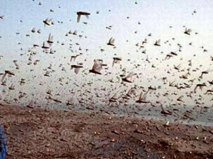 locusts attack on crops of people suffering from Corona crisis in Bihar, government issued advisory | बिहार में कोरोना संकट से जूझ रहे लोगों के फसलों पर अब टिड्डी दलों के हमले की आशंका, सरकार ने एडवाइजरी जारी कर किसानों को किया अलर्ट