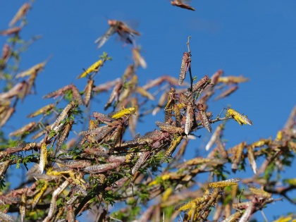 Locust Attack: Monsoon Will Increase locust Attack in india experts say egg laying | मानसून बढ़ा सकता है देश में टिड्डी दल का खतरा, एक्सपर्ट की चेतावनी- अंडे देने किए शुरू