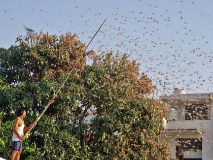 Locust Attack in UP: Swarms of locusts attack arrive in Prayagraj city, Farmer on alert | Video: उत्तर प्रदेश में टला नहीं टिड्डी दल का खतरा, टिड्डियों से पटा प्रयागराज का आसमान, किसान अलर्ट