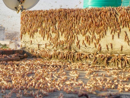 locust attack in india UP's Jhansi Chemical Spray on locust destroyed many dead | उत्तर प्रदेश के झांसी में हमलावर टिड्डियों पर रसायनों का छिड़काव, लाखों की संख्या में नष्ट, आसपास के जिलों में भी अलर्ट