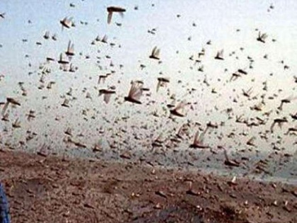 Locusts hover over five districts including Lucknow | लखनऊ सहित पांच जिलों पर मंडराया टिड्डियों का खतरा, कृषि विभाग रख रहा है नजर