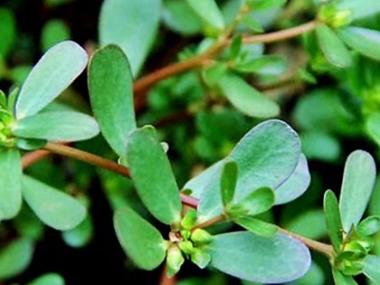 8 amazing health benefits of lohri plant or Portulaca oleracea in Hindi | औषधीय गुणों का भंडार है 'लोहड़ी' का पौधा, सेहत को हो सकते हैं 8 फायदे
