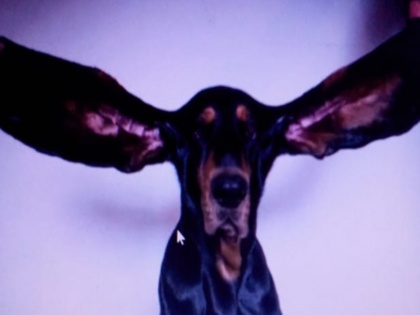 meet lou the dog with a guinness world record title for her 12 inch long ears | कुत्ते ने गिनीज वर्ल्ड रिकॉर्ड में दर्ज कराया नाम, 12 इंच लंबे है लू के कान