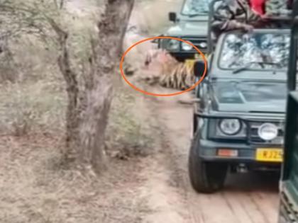 ranthambore national park tigress hunted the dog in front of the tourists the video went viral | रणथंभौर नैशनल पार्क में पर्यटकों के सामने बाघिन ने कुत्ते पर किया हमला, 'सुल्ताना' के शिकार का वीडियो हुआ वायरल ranthambore national park tigress hunted the dog in front of the tourists the video went viral | रणथंभौर नैशनल पार्क में पर्यटकों के सामने बाघिन ने कुत्ते पर किया हमला, 'सुल्ताना' के शिकार का वीडियो हुआ वायरल