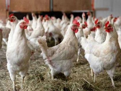 Bird flu threat in Thane district of Maharashtra sudden death of 100 chickens samples sent to lab | महाराष्ट्रः ठाणे जिले के वेहलोली गांव में 25,000 पक्षियों को मारने का आदेश, जानिए पूरा मामला