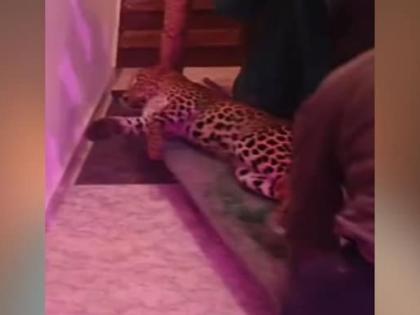 Watch Leopard gatecrashes Lucknow wedding frantic guest jumps off roof bride and groom hid car 6 hours watch video | Watch: लखनऊ की शादी में तेंदुआ घुसा?, परेशान मेहमान छत से कूदा, घंटों कार में छिपे रहे दूल्हा-दुल्हन, देखें वीडियो Watch Leopard gatecrashes Lucknow wedding frantic guest jumps off roof bride and groom hid car 6 hours watch video | Watch: लखनऊ की शादी में तेंदुआ घुसा?, परेशान मेहमान छत से कूदा, घंटों कार में छिपे रहे दूल्हा-दुल्हन, देखें वीडियो