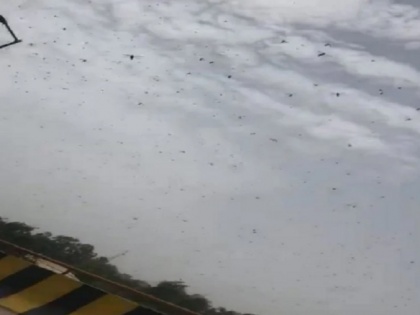 Video: Swarms of locusts seen in areas along Gurugram-Dwarka Expressway today. | Video: गुरुग्राम में टिड्डियों के दल ने किया प्रवेश, लोगों ने पटाखे-थाली बजाकर भगाया