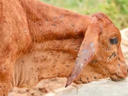 What is lumpy skin disease in cattle, More than three thousand animals died, know all details and prevention | लम्पी स्किन बीमारी से राजस्थान-गुजरात में हजारों पशुओं की मौत, कैसी है ये बीमारी और क्या है बचाव?