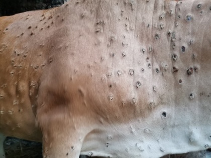 Lumpy Skin Disease Punjab government procures over 66000 vaccines 400 cattle killed 20000 infected Rajasthan, Uttarakhand, Gujarat | Lumpy Skin Disease: पंजाब में 400 से अधिक मवेशियों की मौत, लगभग 20000 संक्रमित, 66000 से अधिक टीके खरीदे, कई राज्य चपेट में