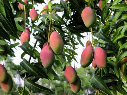 Mango Didi did not get the right mango price, because of mango production | कड़ी मेहनत के बावजूद मैंगो दीदी को नहीं मिले आम के सही दाम, दुख और हौसले की ये कहानी आपको जाननी चाहिए Mango Didi did not get the right mango price, because of mango production | कड़ी मेहनत के बावजूद मैंगो दीदी को नहीं मिले आम के सही दाम, दुख और हौसले की ये कहानी आपको जाननी चाहिए