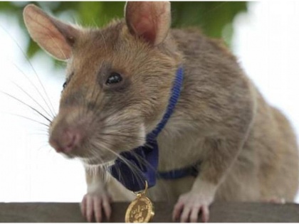 rat gets gold medal for detecting landmines in cambodia | चूहे ने जीता बहादुरी में गोल्ड मेडल, दुनिया में बना चर्चा का विषय, जानिए पूरा मामला