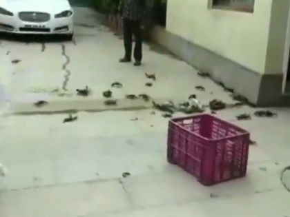 NCP workers protest threw crabs outside the residence of Maharashtra Minister Tanaji Sawant pune | वायरल वीडियो: मंत्री के घर के बाहर बोरे में भरकर लोगों ने छोड़े केकड़े, जानें वजह