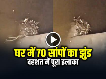 Maharajganj 70 Snakes Found in House Basement Video Goes Viral | VIDEO: घर में सांपों का झुंड, दहशत में पूरा इलाका, देखें वायरल वीडियो Maharajganj 70 Snakes Found in House Basement Video Goes Viral | VIDEO: घर में सांपों का झुंड, दहशत में पूरा इलाका, देखें वायरल वीडियो