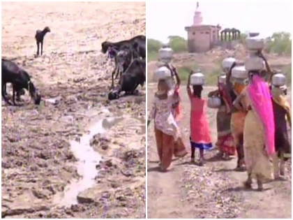 Maharashtra: Godavari dried up, draught hit Aurangabad Villagers say there is no water | महाराष्ट्र: सूख गई गोदावरी नदी, बूंद-बूंद को तरसते लोग और जानवर, सरकार से नहीं मिली मदद