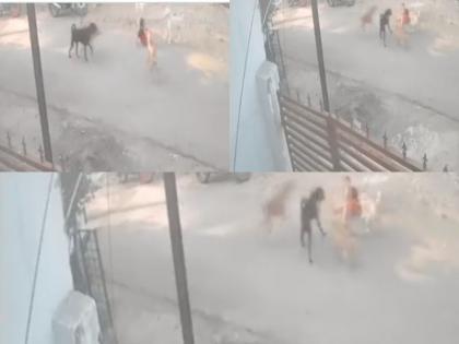 Maharashtra 3-year-old child made a victim by stray dogs in Nagpur ran away after mother threw stones at him | महाराष्ट्र: नागपुर में 3 साल के बच्चे को आवारा कुत्तों ने बनाया अपना शिकार, मां के पत्थर फेंकने पर भागे Maharashtra 3-year-old child made a victim by stray dogs in Nagpur ran away after mother threw stones at him | महाराष्ट्र: नागपुर में 3 साल के बच्चे को आवारा कुत्तों ने बनाया अपना शिकार, मां के पत्थर फेंकने पर भागे