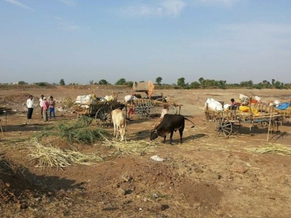 Lockdown: 2.5 lakh migrant sugarcane laborers in Maharashtra crisis sugar field worse condition in the fields | Lockdown: महाराष्ट्र में ढाई लाख प्रवासी गन्ना मजदूरों के सामने रोटी का संकट, खेतों में बद से बदतर हालत