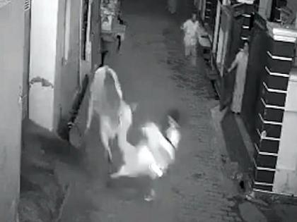 Bull attacked vigorously on an elderly woman and a boy in Haryana, watch viral video | हरियाणा में बुजुर्ग महिला पर सांड ने किया जोरदार हमला, बचाने के लिए भिड़ा पोता, देखें वायरल वीडियो