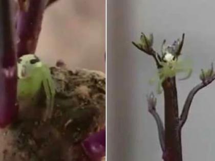 Spider with human face caught in China viral video people says Has spiderman been found | मकड़ी का इंसानों जैसा चेहरा, लोगों ने कहा- असली वाला स्पाइडर मैन, देखें वायरल वीडियो  