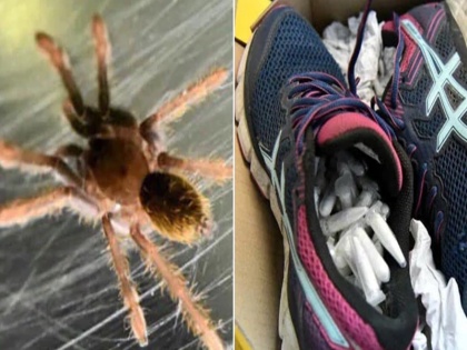 Airport Staff Find 119 Live Tarantulas Hidden Inside A Pair Of Shoes | जूतों के अंदर छिपी थीं 119 जिंदा दुर्लभ मकड़ियां, देख हर कोई रह गया हैरान