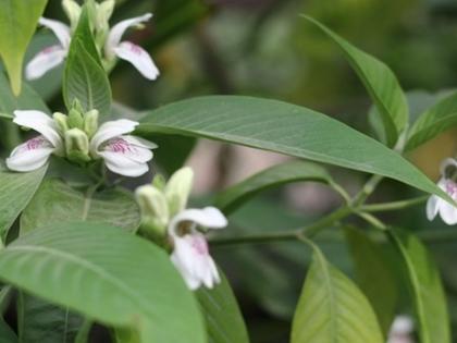 amazing health benefits of Malabar nut in hindi | खांसी, कब्ज, मुंह के छाले जैसे रोगों का बेहतर तरीके से इलाज कर सकता है ये चमत्कारिक पौधा