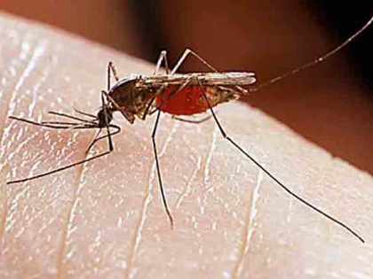Can new coronavirus or covid-19 transmitted through mosquito bites, know WHO myth and facts about coronavirus | Coronavirus : कई जानलेवा बीमारी फैलाने वाले मच्छर क्या कोरोना वायरस के संक्रमण को भी फैला रहे हैं ?